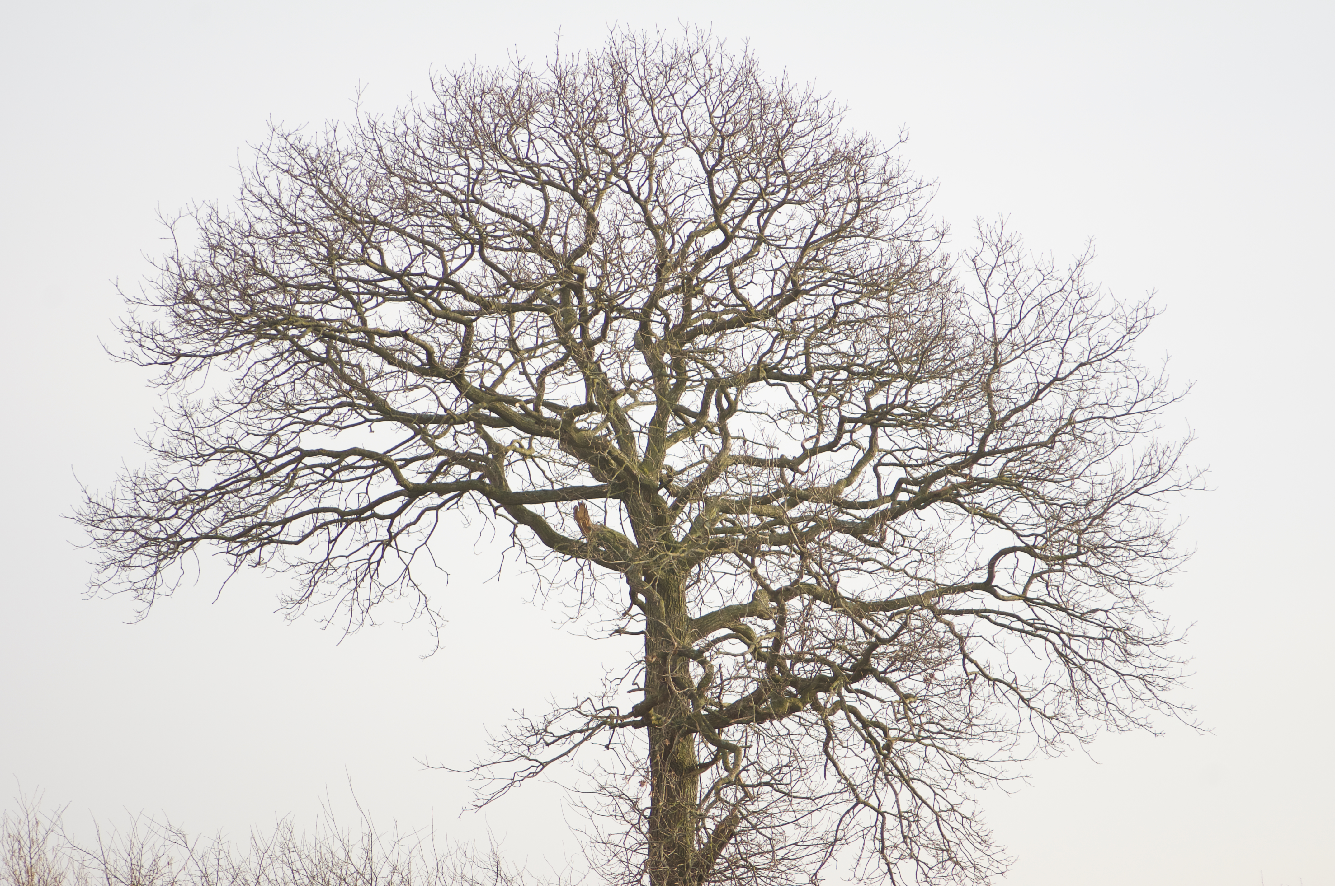 Original photograph 03 by Artan Davoodi