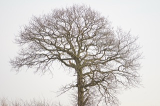 Original photograph 03 by Artan Davoodi