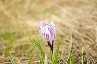 Original photograph 15 by Artan Davoodi